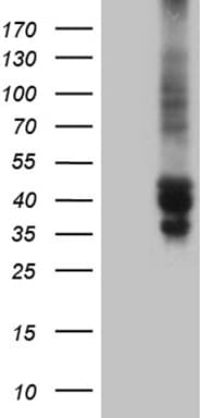 THG-1 / TSC22D4 Antibody (aa1-395, clone OTI3G6)