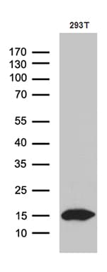 Monoclonal Mouse anti-Human CHCHD10 Antibody (clone OTI2D10, Carrier-free, aa17-142, WB)