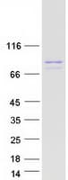 Human PUS7L Protein (Recombinant Myc-DDK (Flag))
