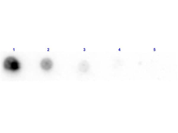 Penicillinase Antibody (Liquid, Biotin)