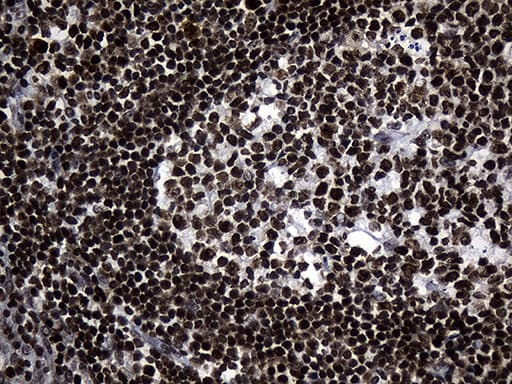 RUNX3 Antibody (clone OTI11D5)