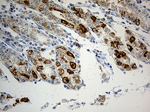 Monoclonal Mouse anti-Human CHCHD10 Antibody (clone OTI2B6, Carrier-free, aa17-142, IHC, WB)