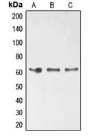 ELK1 Antibody (phospho-Ser389)