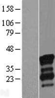 NRIP3 Protein (Over-Expression Lysate Myc-DDK (Flag))