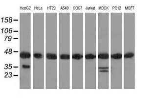DNAJA2 Antibody (clone OTI3A11)