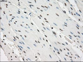 GBP2 Antibody (clone OTI4E7, Carrier-free)