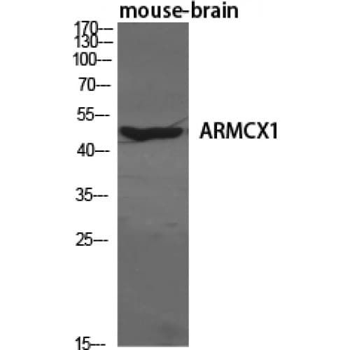 Polyclonal Rabbit anti-Human ARMCX1 Antibody (10-90 aa, N-terminal, IHC, IF, WB)