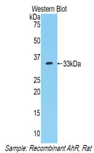 AHR Antibody (aa311-579, Biotin)