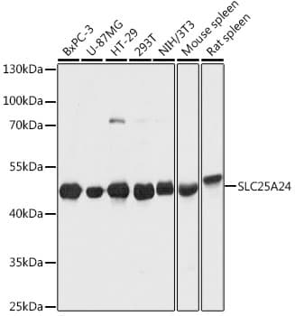 SLC25A24 / APC1 Antibody