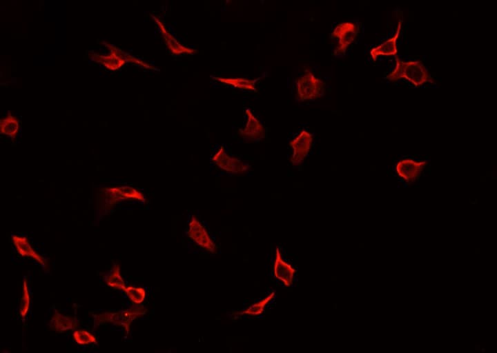 CALB1 / Calbindin Antibody