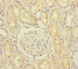 SCFD1 / SLY1 Antibody
