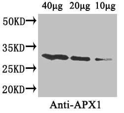 APX1 Antibody