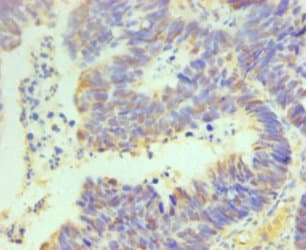 POU5F1 / OCT4 Antibody