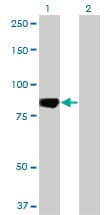 Monoclonal Mouse anti-Human C-TAK1 / MARK3 Antibody (clone 1A10, WB)