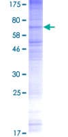 Human TMEM184B Protein (Recombinant GST)