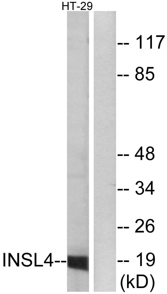 INSL4 Antibody (aa41-90)