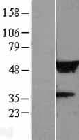 LRRC14 Protein (Over-Expression Lysate Myc-DDK (Flag))