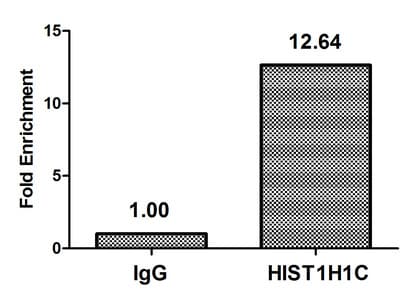HIST1H1C Antibody