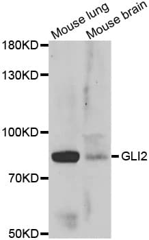GLI2 Antibody