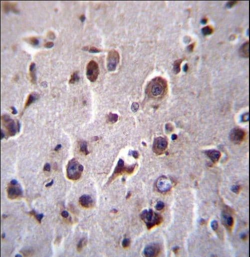 TMEM55B Antibody (aa183-211)