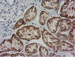 BECN1 / Beclin-1 Antibody (clone OTI3H8)