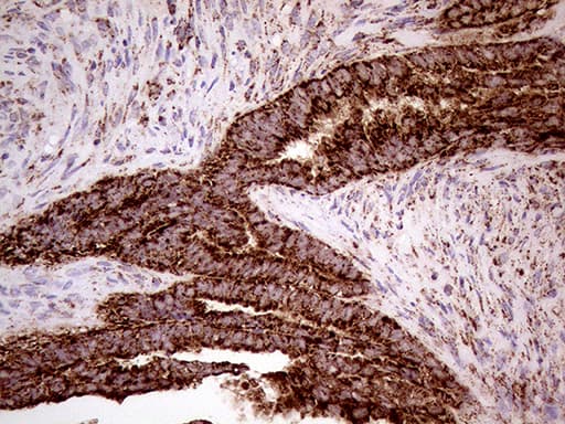 SHMT / SHMT2 Antibody (clone OTI1E12)