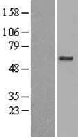 EDEM2 Protein (Over-Expression Lysate Myc-DDK (Flag))