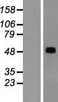 SNX17 Protein (Over-Expression Lysate Myc-DDK (Flag))