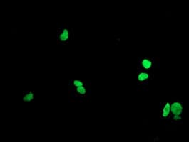 LHX1 Antibody (clone OTI1A5)