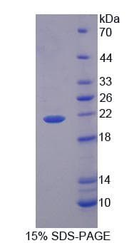 Mouse PLSCR3 Protein (Recombinant)