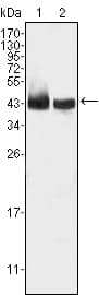 KLF15 Antibody (clone 2G8)