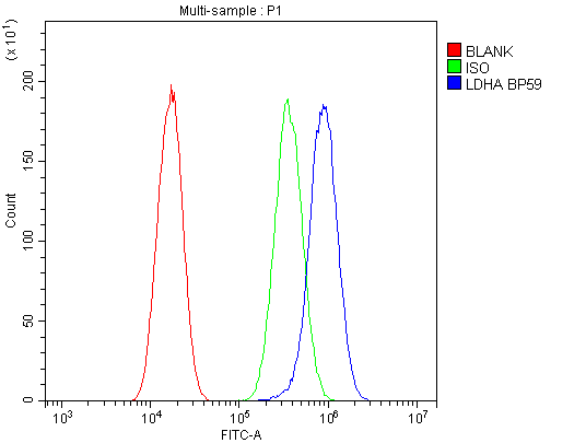 Polyclonal Rabbit anti-Human LDHA / LDH1 Antibody (IHC, WB)