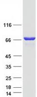 Human PAK4 Protein (Recombinant Myc-DDK (Flag))
