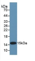 BMP2 Antibody (aa274-382)