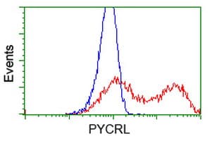 Monoclonal Mouse anti-Human PYCRL Antibody (clone OTI1B12, IHC, IF, WB)