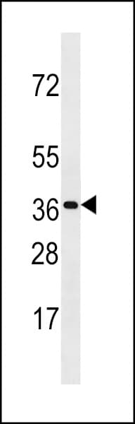 Polyclonal Rabbit anti-Human OR3A3 Antibody (aa255-281, WB)