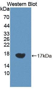 VEGFC Antibody (aa212-327, Cy3)
