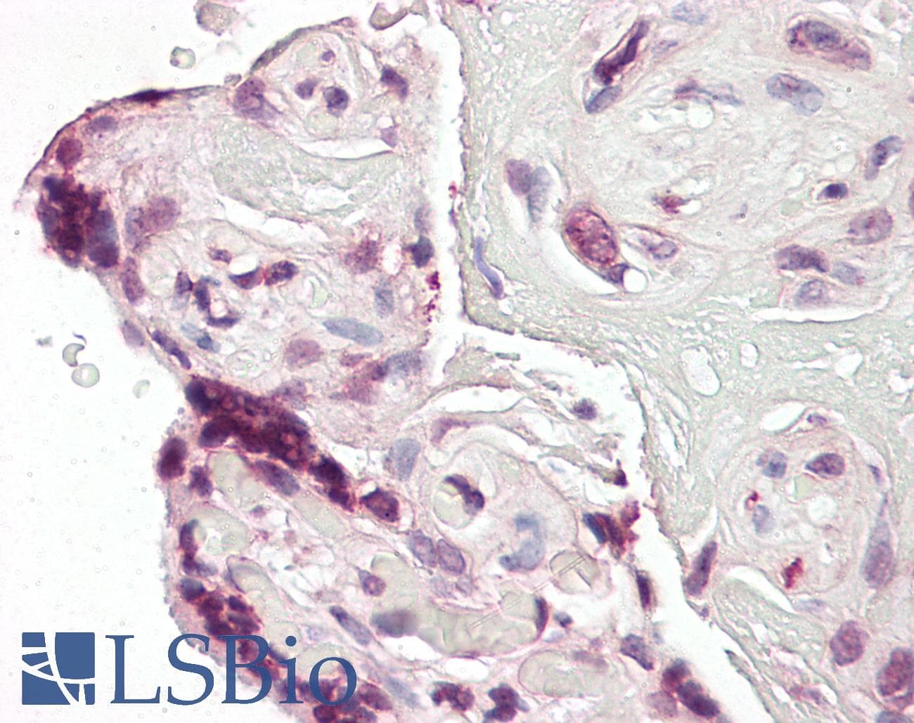 IHC-plus™ EP300 / p300 Antibody (aa1572-2371, clone RW109)