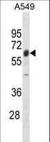 STAF50 / TRIM22 Antibody (aa67-96)