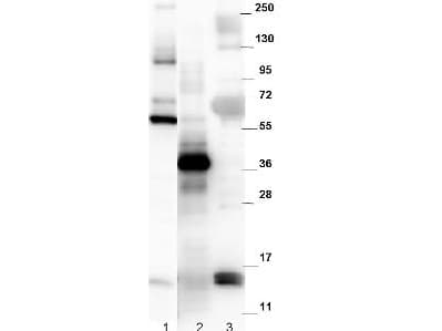 GDF15 Antibody (C-Terminus)