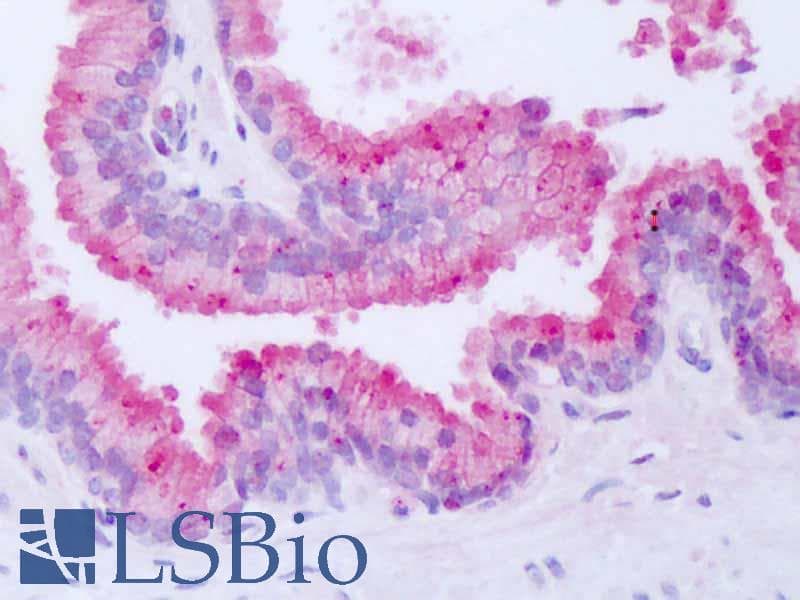 IHC-plus™ NR1D1 Antibody (Internal)