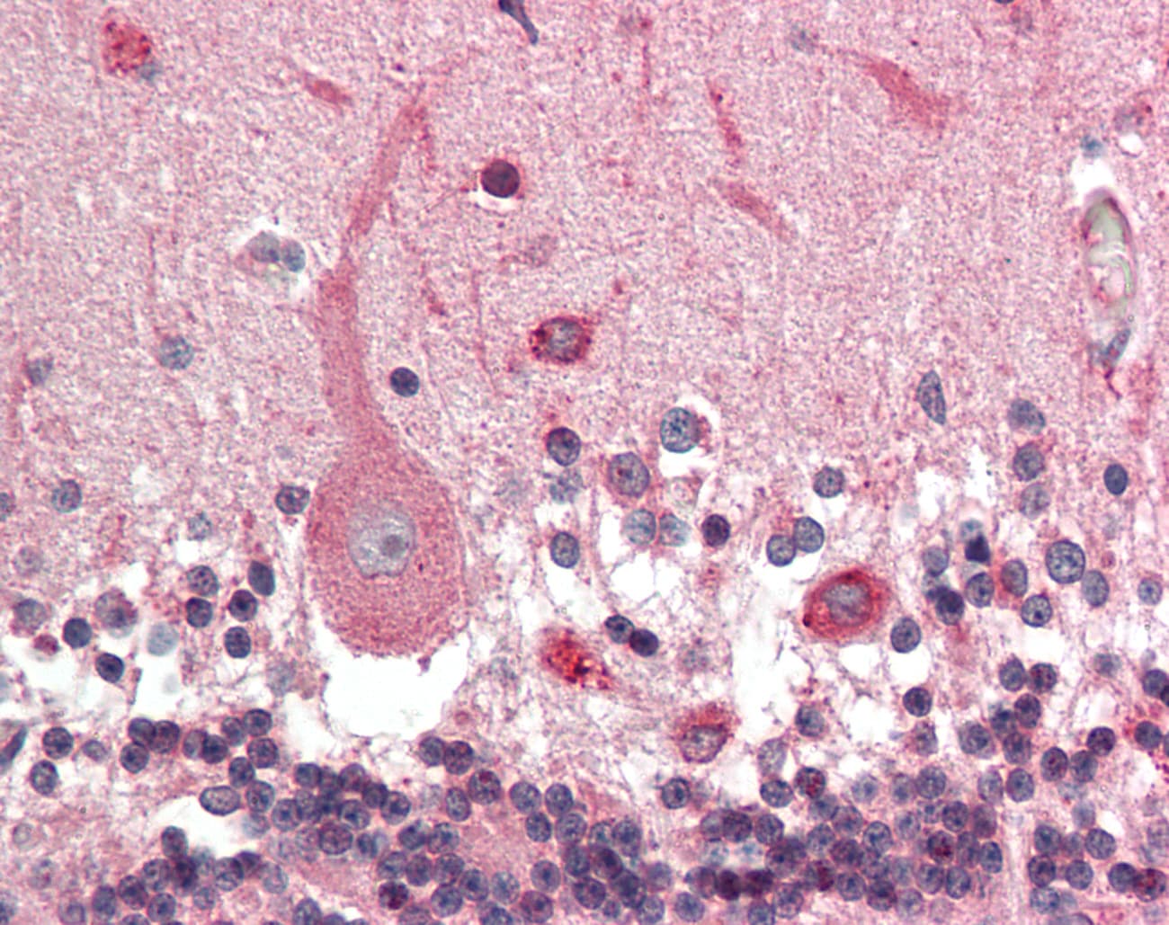 KCNN1 Antibody (aa441-490)