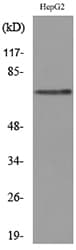 GPC3 / Glypican 3 Antibody