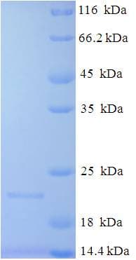 Peanut Ara h 2 Protein (Recombinant 6His, N-terminus)