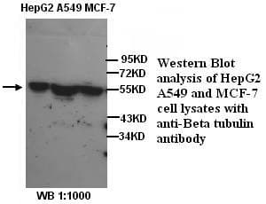 Polyclonal Rabbit anti-Human TUBB / Beta Tubulin Antibody (IHC, WB)