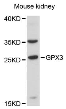 GPX3 Antibody