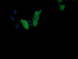 MAP2K3 / MEK3 / MKK3 Antibody (clone OTI4G4)