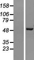 AP50 / AP2M1 Protein (Over-Expression Lysate Myc-DDK (Flag))