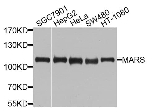 MARS Antibody