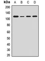 AHR Antibody